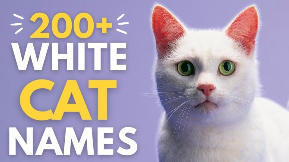 names for white cats