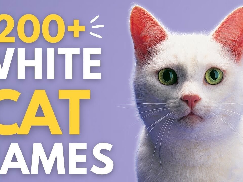 names for white cats